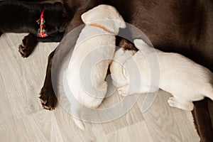 Labrador puppies breastfeeding on the floor of the house