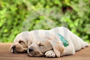 Labrador puppies lying side by side, sleeping on wooden deck