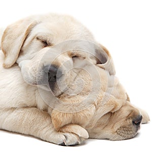 Labrador puppies sleeping