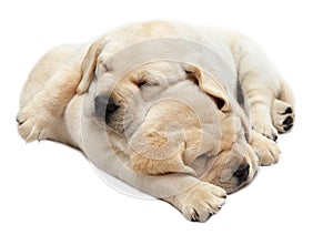Labrador puppies sleeping photo