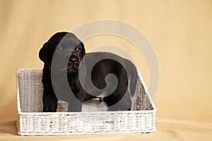 Labrador puppies in a wicker basket in the studio