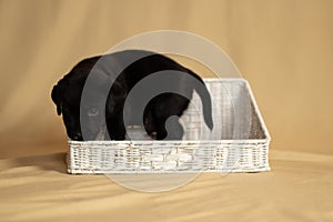 Labrador puppies in a wicker basket in the studio