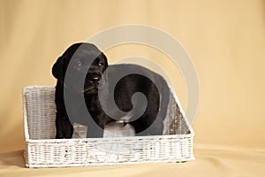 Labrador puppies in a wicker basket in the studio