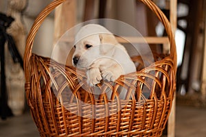 Labrador puppies in a wicker basket in the studio