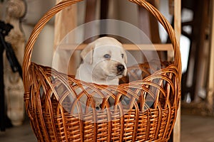 Labrador puppies in a wicker basket in the studio