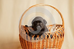 Labrador puppies in a wicker basket in the studio