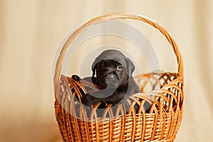 Labrador puppies in a wicker basket in the studio