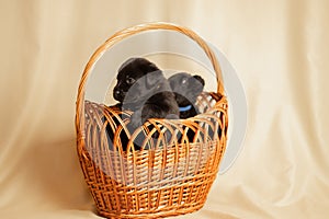 Labrador puppies in a wicker basket in the studio