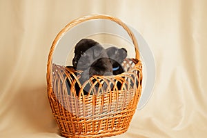 Labrador puppies in a wicker basket in the studio