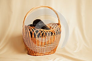 Labrador puppies in a wicker basket in the studio