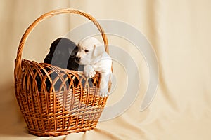 Labrador puppies in a wicker basket in the studio