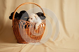 Labrador puppies in a wicker basket in the studio