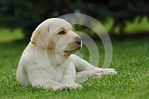 Labrador puppy