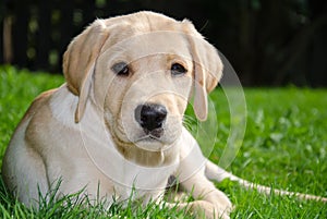 Labrador puppy photo