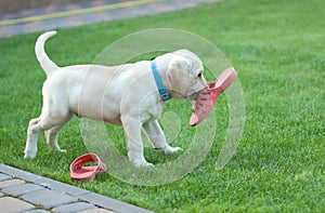 labrador puppy