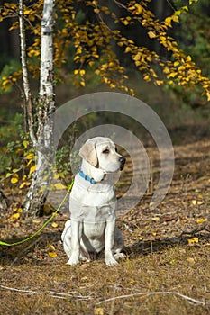 labrador puppy