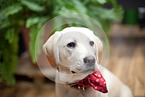 Labrador puppy