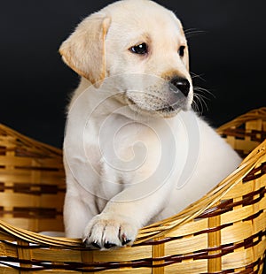 Labrador puppy