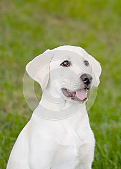 Labrador Puppy