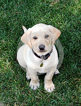 Labrador Puppy