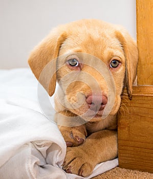 Labrador Puppy