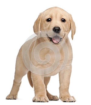 Labrador puppy, 7 weeks old photo