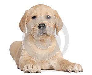 Labrador puppy, 7 weeks old, in front of white