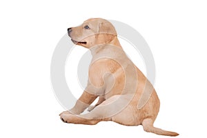 Labrador puppy, 7 weeks old, in front of white background