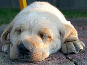 Labrador puppy