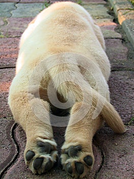 Labrador puppy