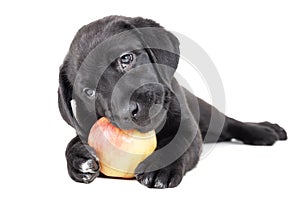 Labrador puppy with an apple