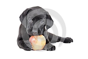 Labrador puppy with an apple