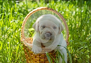 Labrador puppy in basket