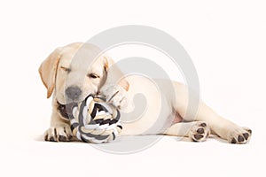 Labrador puppy biting in a ball