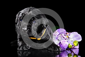 Labrador puppy on black background