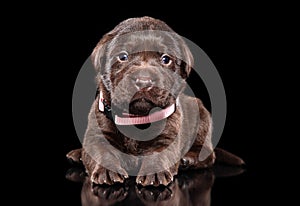 Labrador puppy on black background