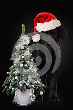 Labrador puppy with red santa hat and christmas tree