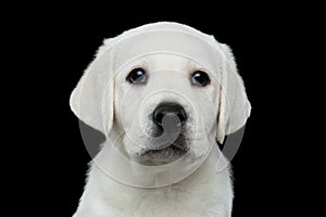Labrador puppy on Black background