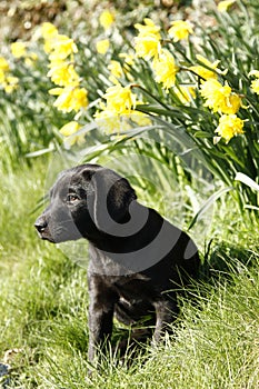 Labrador Puppy photo