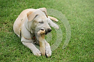 Labrador puppy chewing big bone