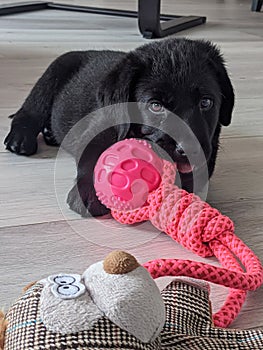 Labrador puppy chewing on a toy.