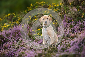 Labrador puppy dog looking alone in a field of heather