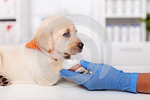 Labrador puppy dog resting its bandaged paw in the animal healthcare professional hand