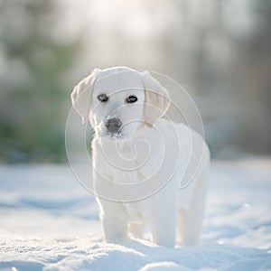 Labrador puppy dog in winter