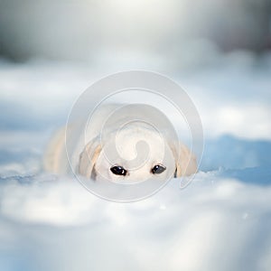 Labrador puppy dog in winter