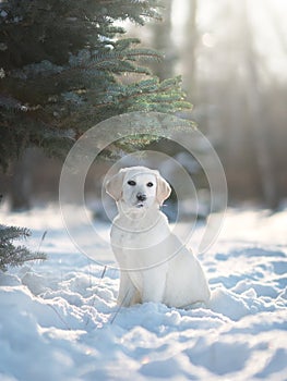 Labrador puppy dog in winter