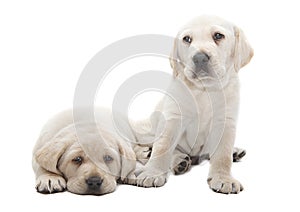 Labrador puppy dogs