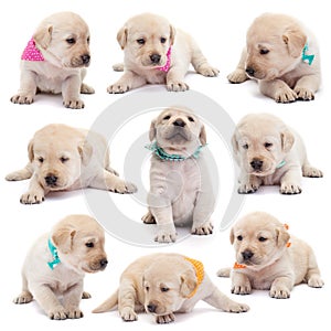Labrador puppy dogs with colorful scarves in various positions o