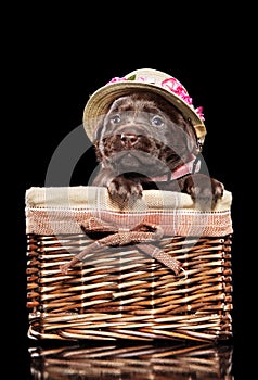Labrador puppy in fashionable hat on black background
