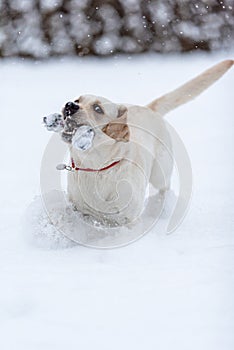 Labrador puppy frolics in freshly fallen snow. photo during braking. Snow from paws scatters in different directions.